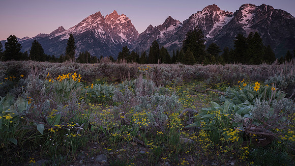 Teton Meadow Sunrise 16x9